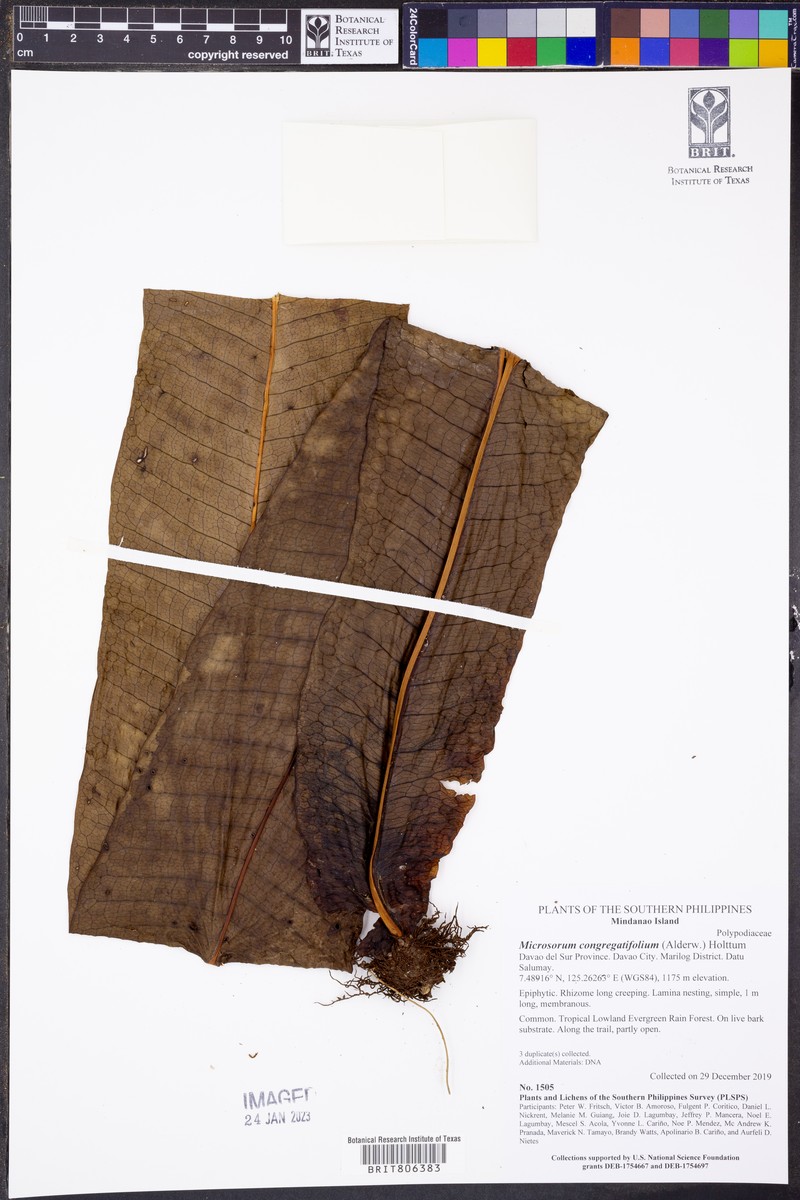 Microsorum congregatifolium photo 5