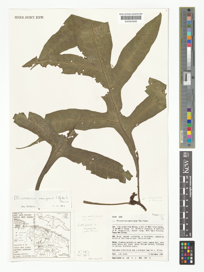 Microsorum egregium