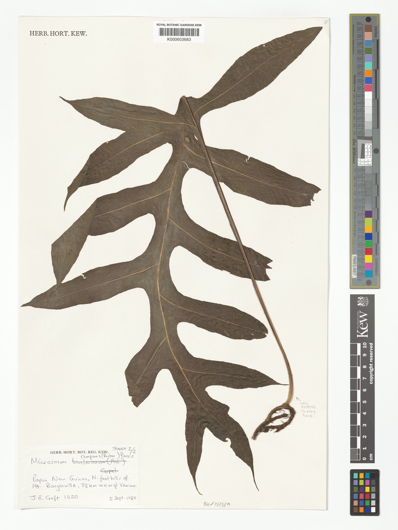 Microsorum egregium photo 2