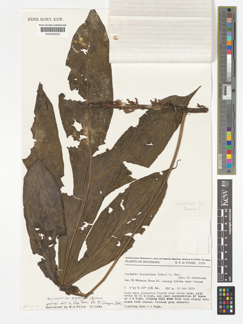 Microsorum egregium photo 3