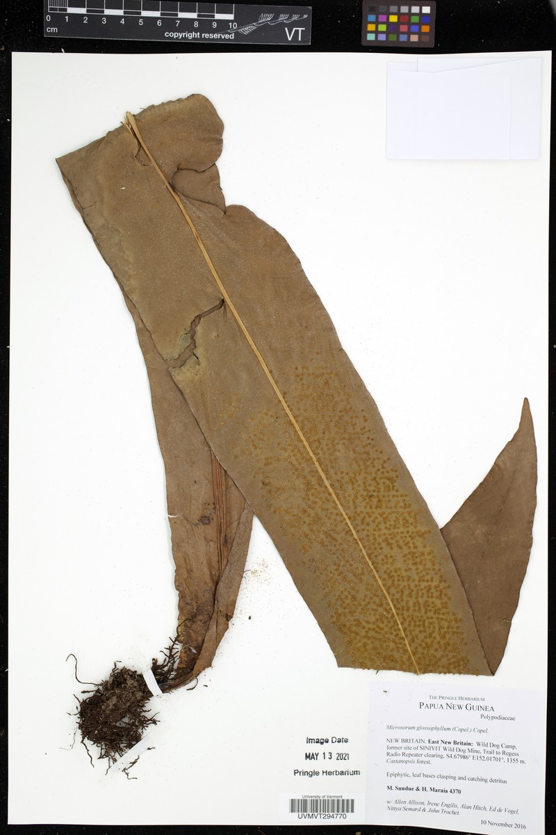 Microsorum glossophyllum photo 2