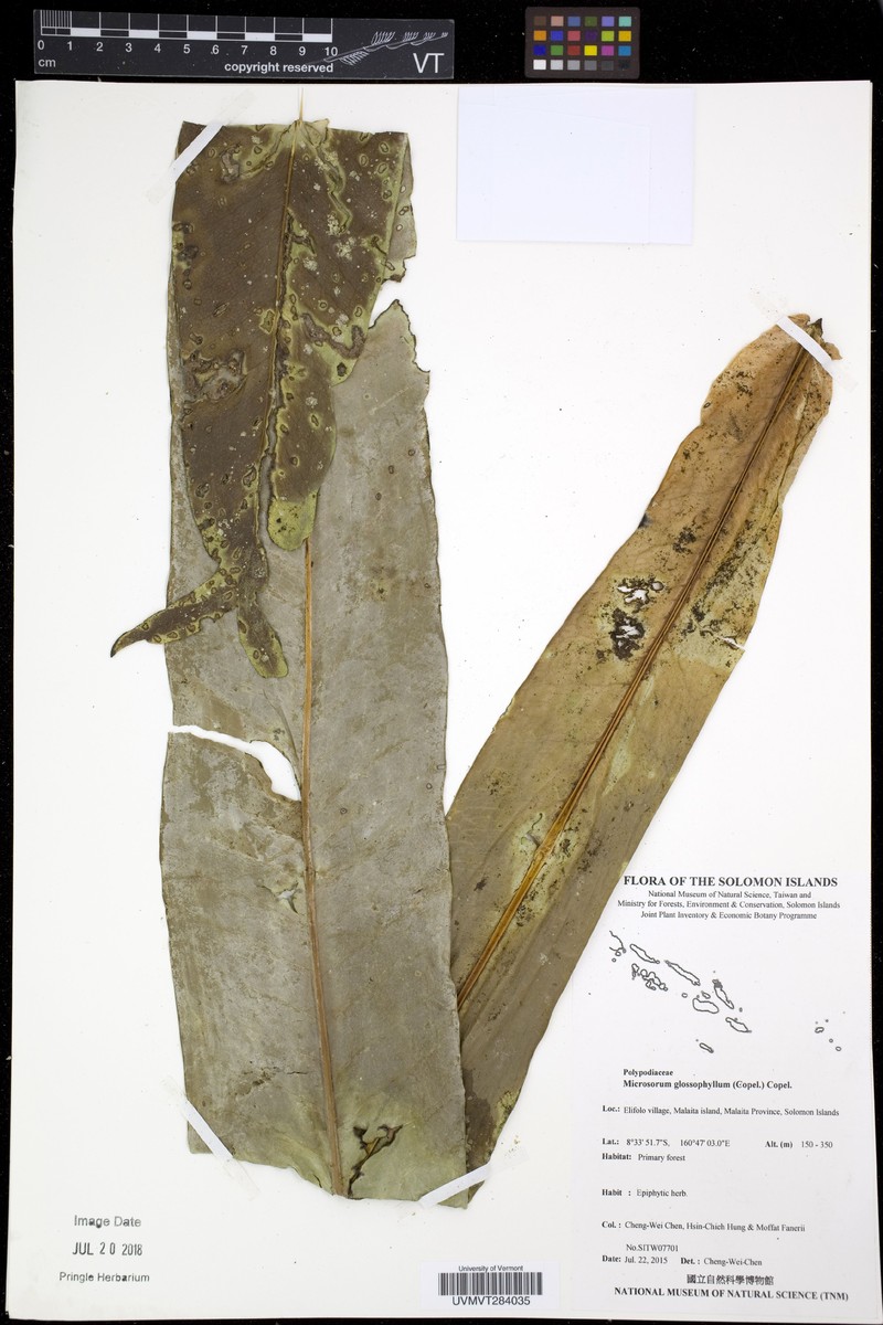Microsorum glossophyllum photo 4