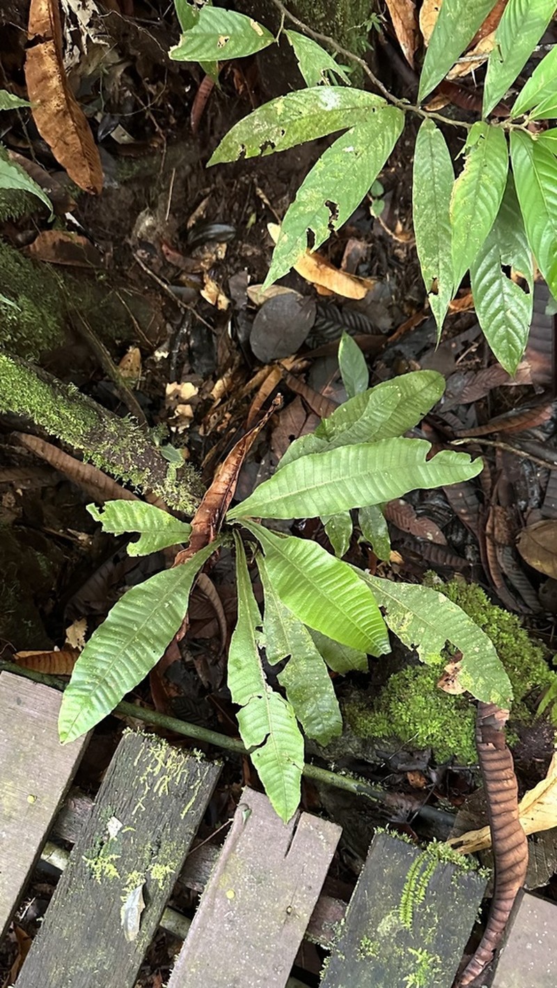 Microsorum heterocarpum