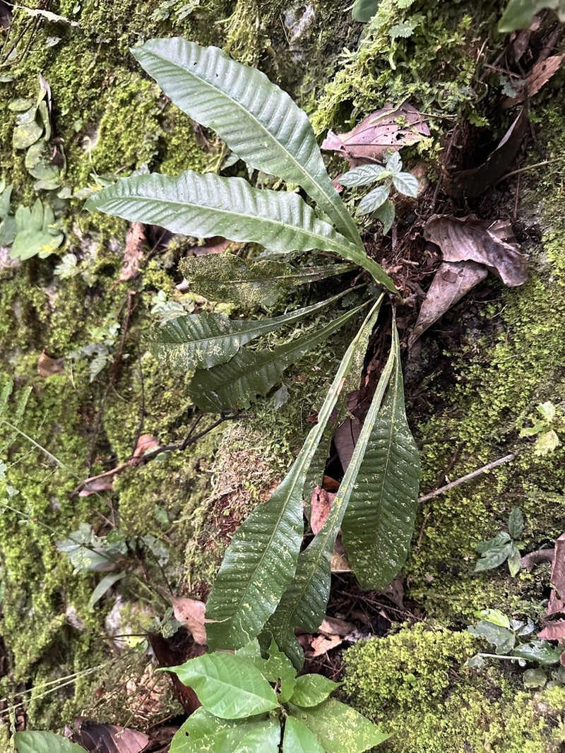 Microsorum heterocarpum photo 2
