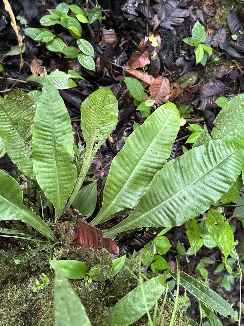 Microsorum heterocarpum photo 3