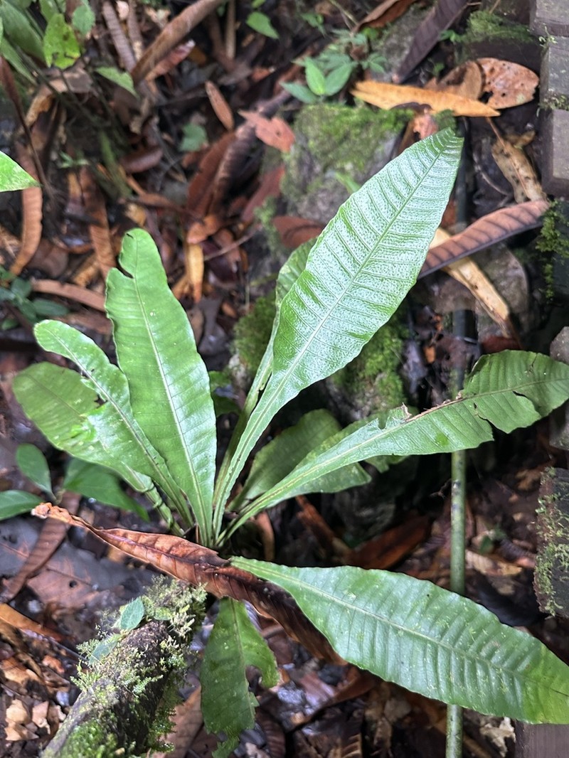 Microsorum heterocarpum photo 5