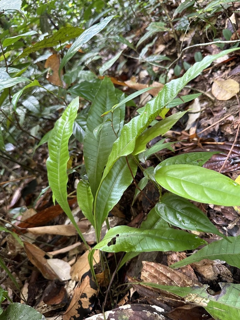 Microsorum heterocarpum photo 7