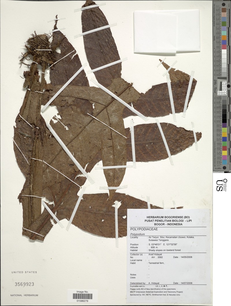 Microsorum heterolobum