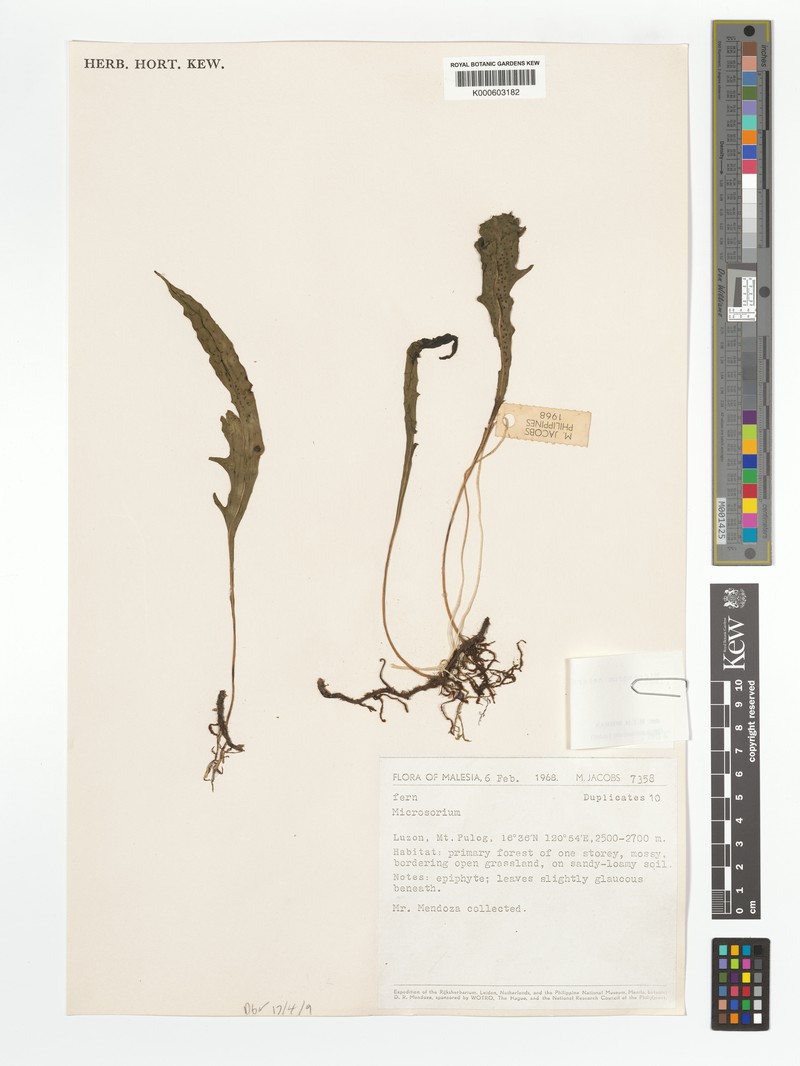 Microsorum heterolobum photo 2