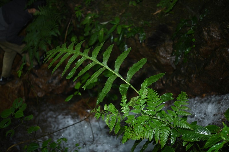 Microsorum insigne