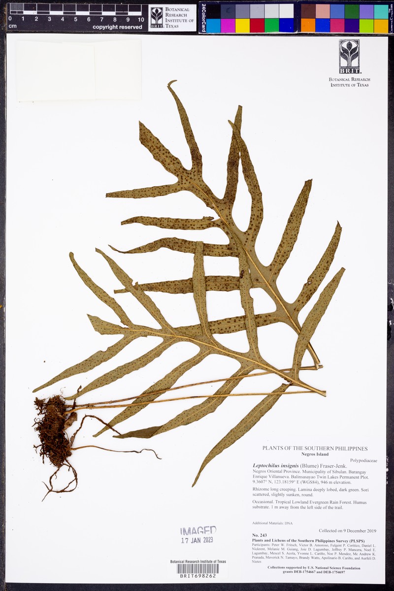 Microsorum insigne photo 2
