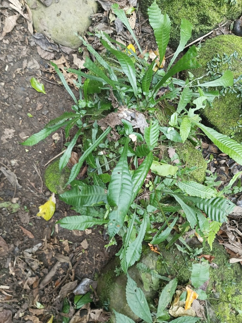 Microsorum longissimum
