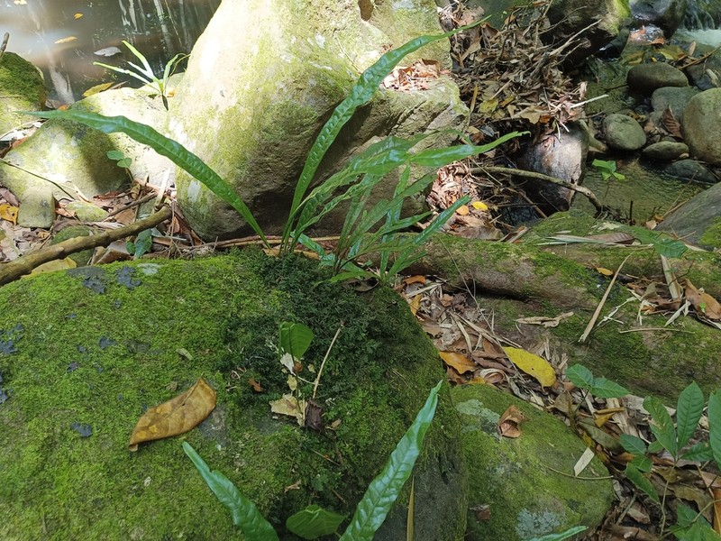 Microsorum longissimum photo 3