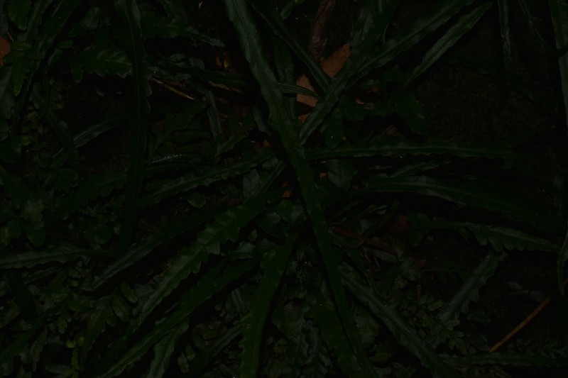 Microsorum longissimum photo 4
