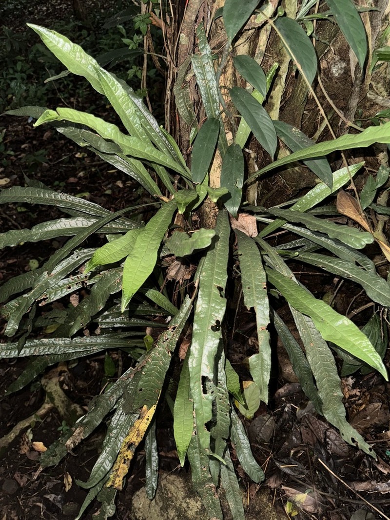 Microsorum longissimum photo 5