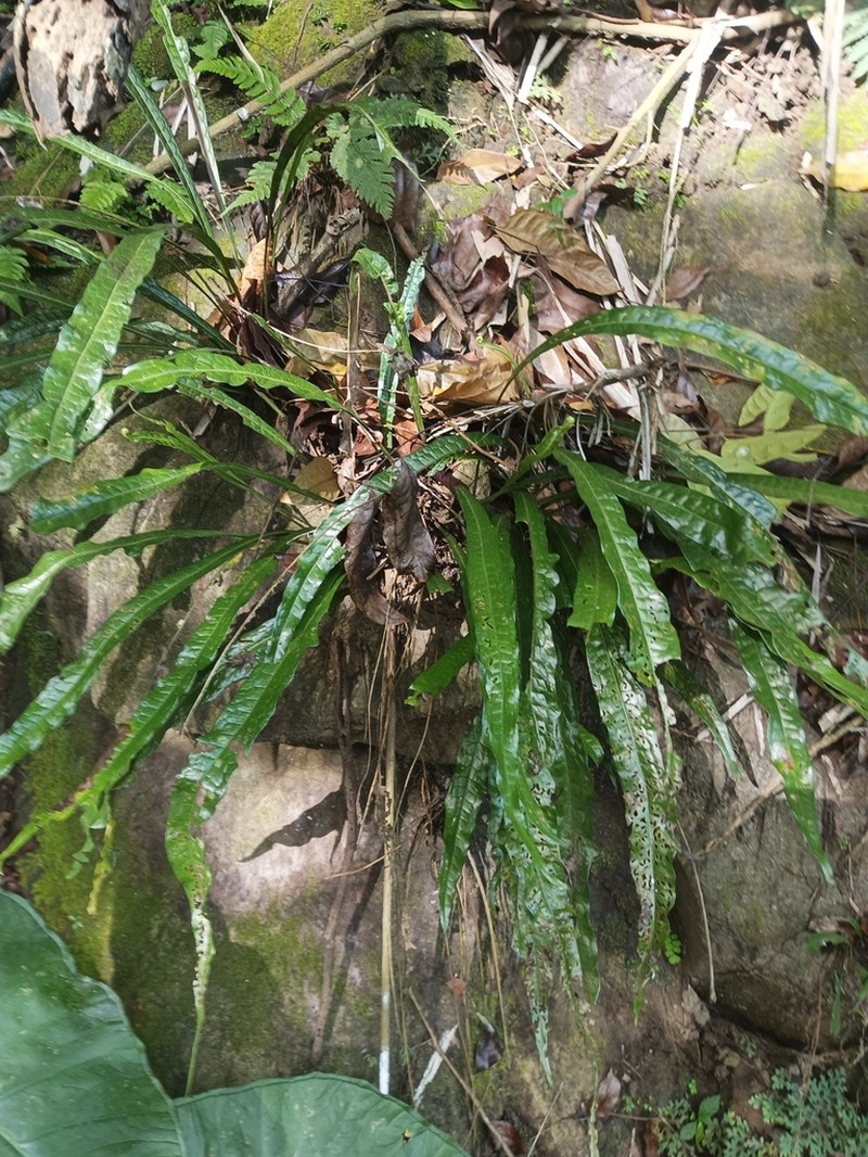 Microsorum longissimum photo 6
