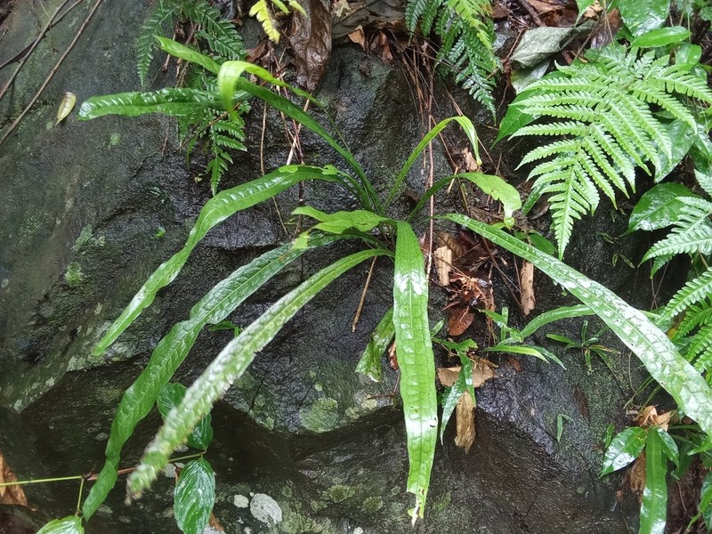 Microsorum longissimum photo 7