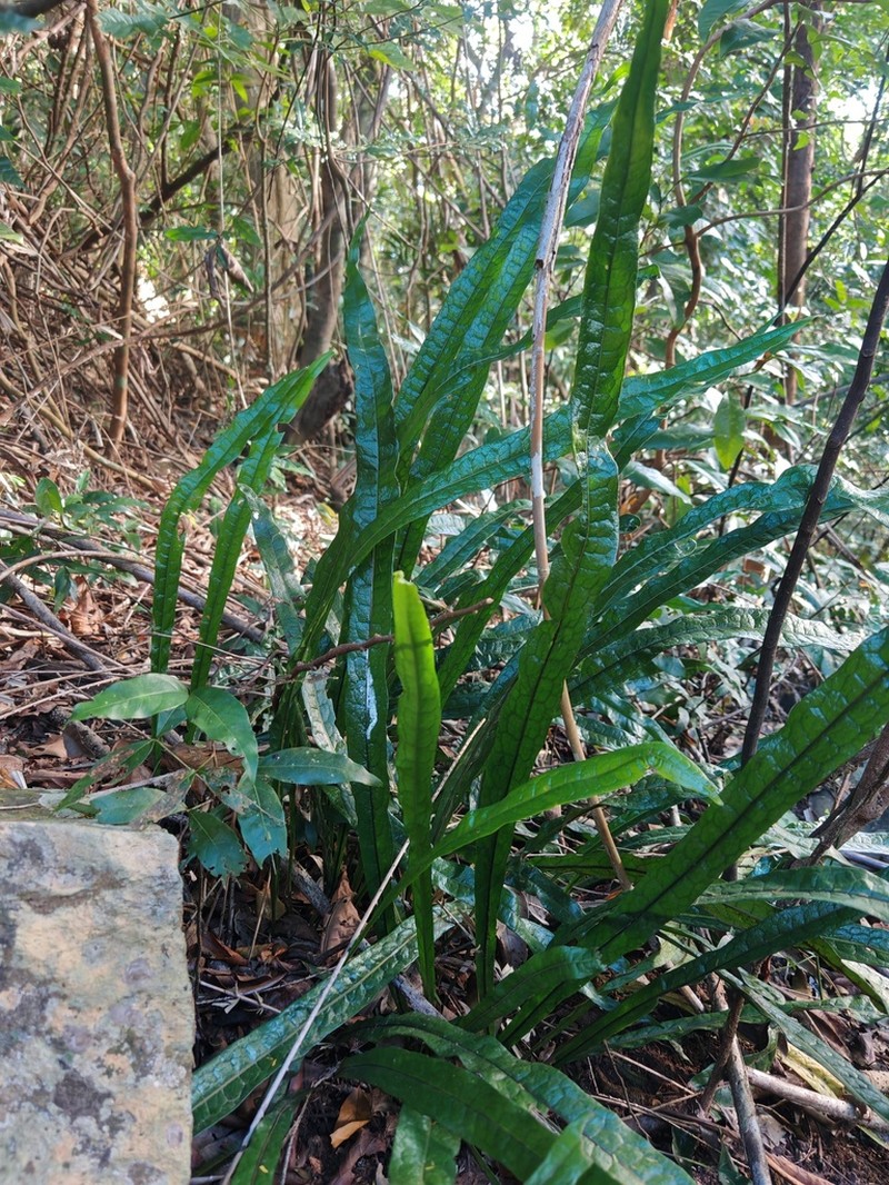 Microsorum longissimum photo 8