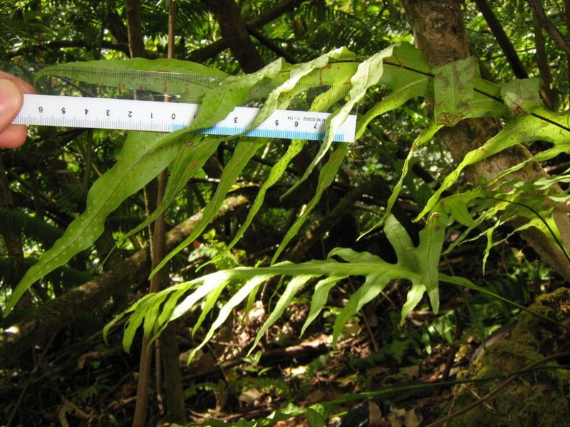 Microsorum maximum photo 2