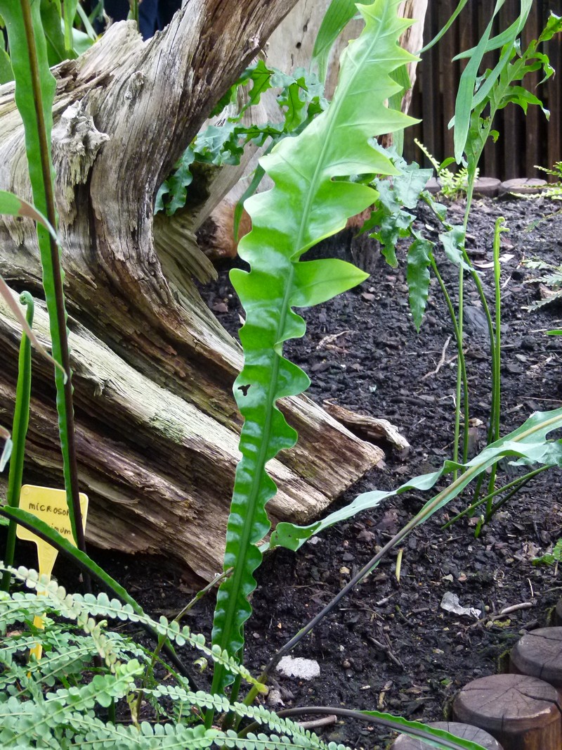 Microsorum maximum
