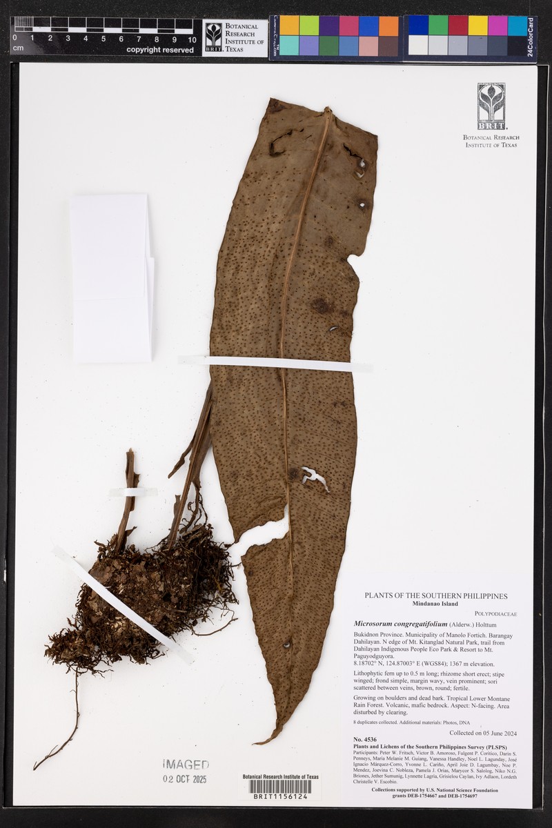 Microsorum monstrosum photo 2