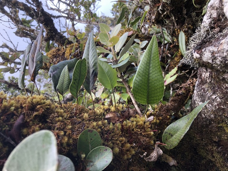 Microsorum musifolium