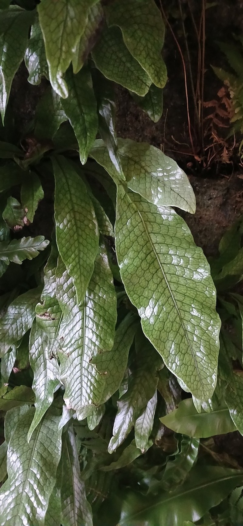 Microsorum musifolium photo 5