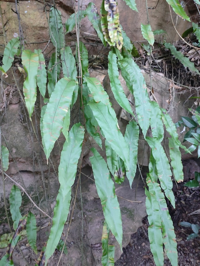 Microsorum pappei photo 2