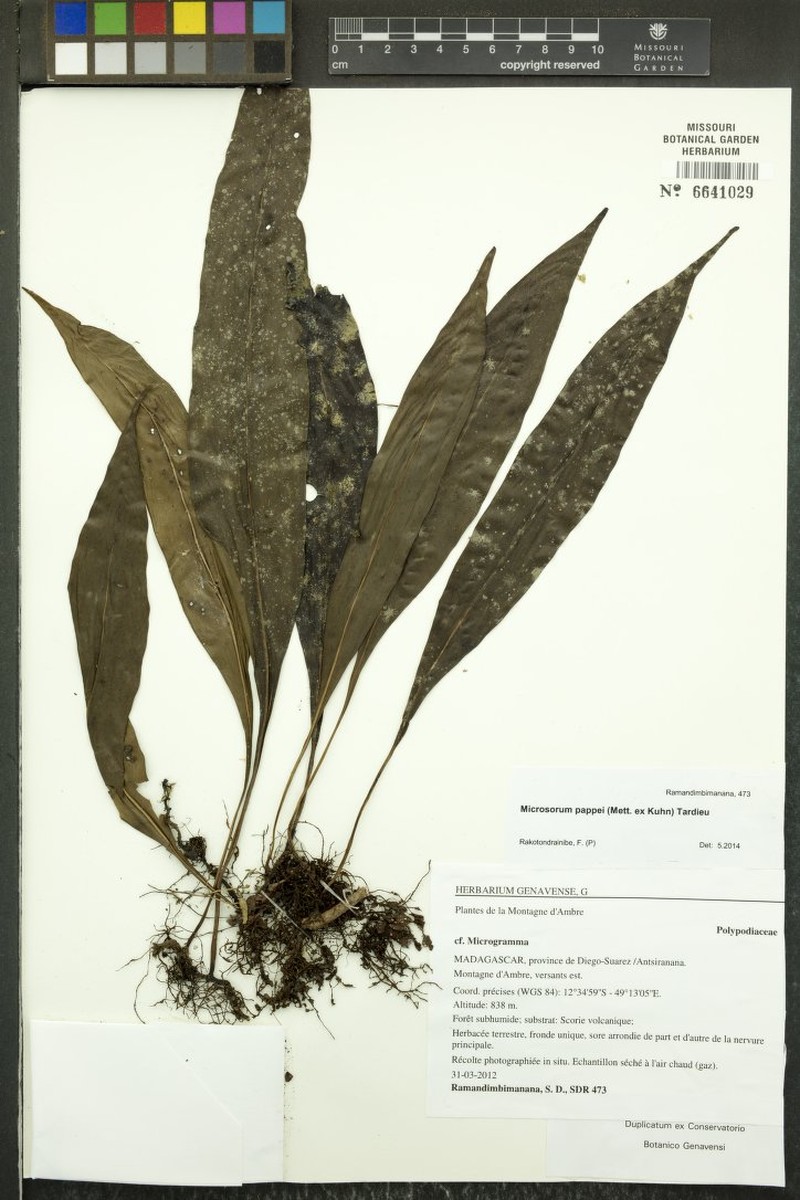 Microsorum pappei photo 4