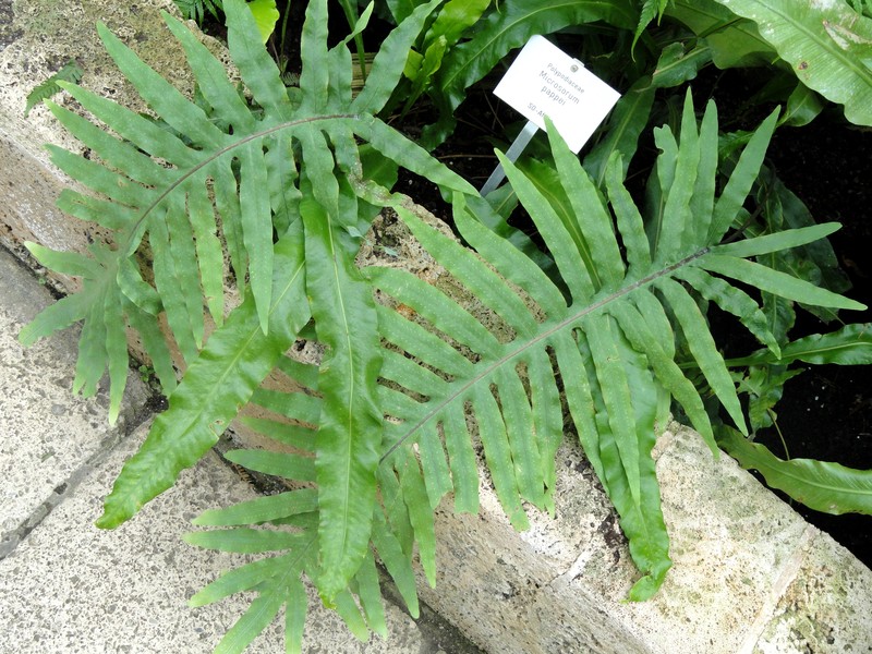 Microsorum pappei