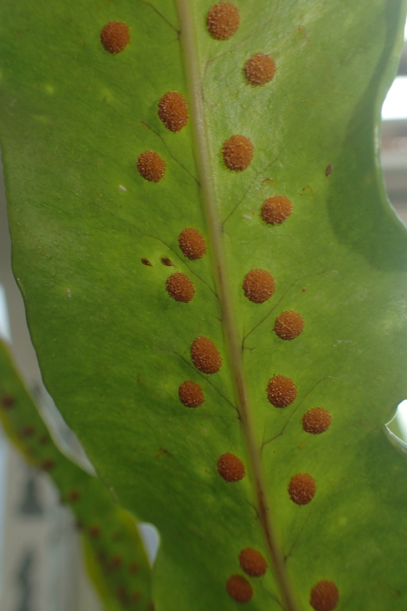 Microsorum pappei photo 6
