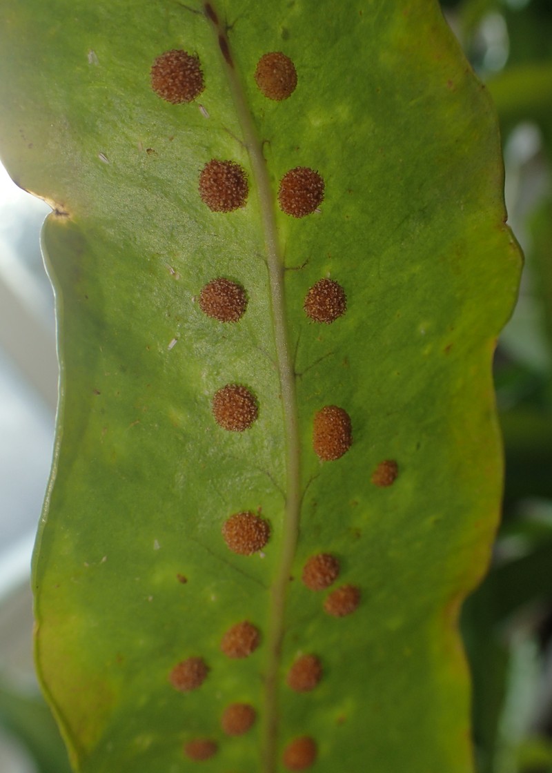 Microsorum pappei photo 7