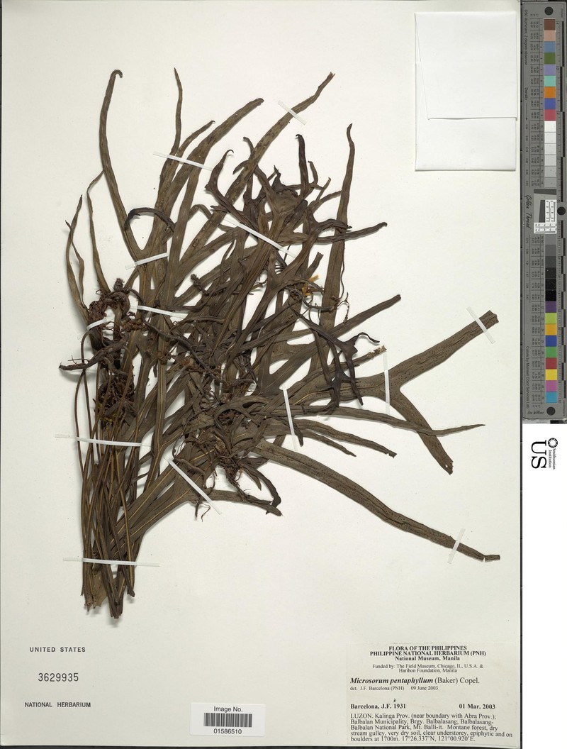 Microsorum pentaphyllum