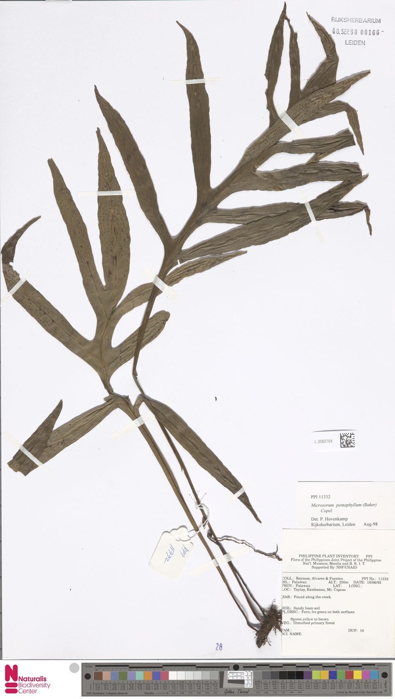 Microsorum pentaphyllum photo 2