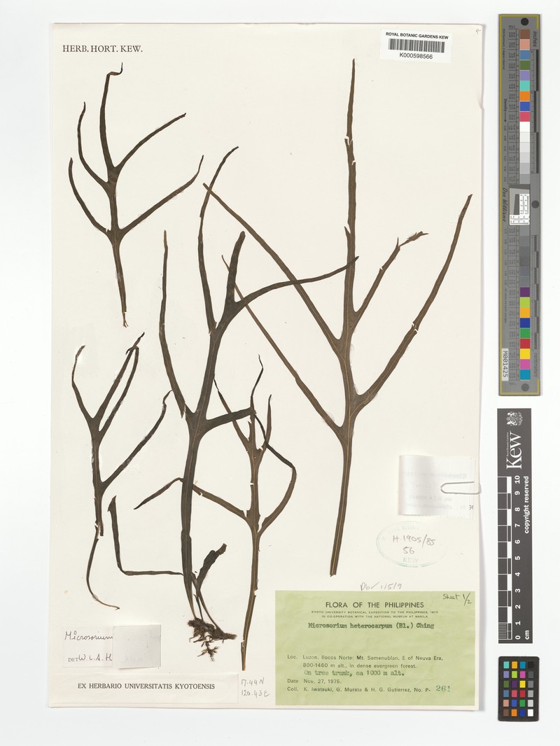 Microsorum pentaphyllum photo 4