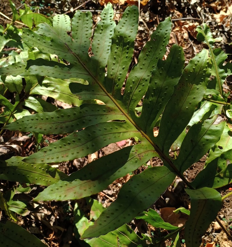 Microsorum powellii photo 2