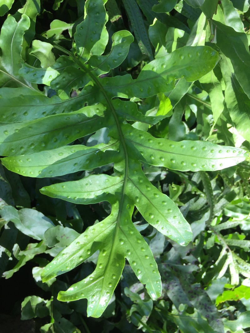 Microsorum powellii photo 3