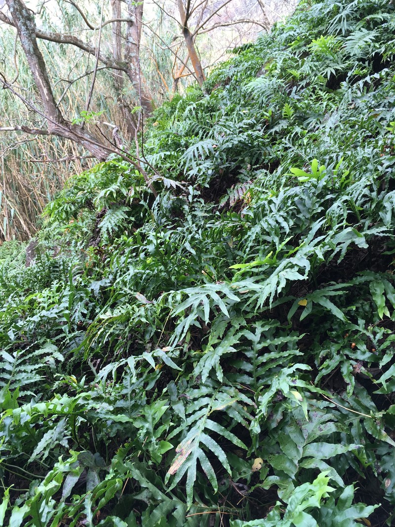 Microsorum powellii photo 5
