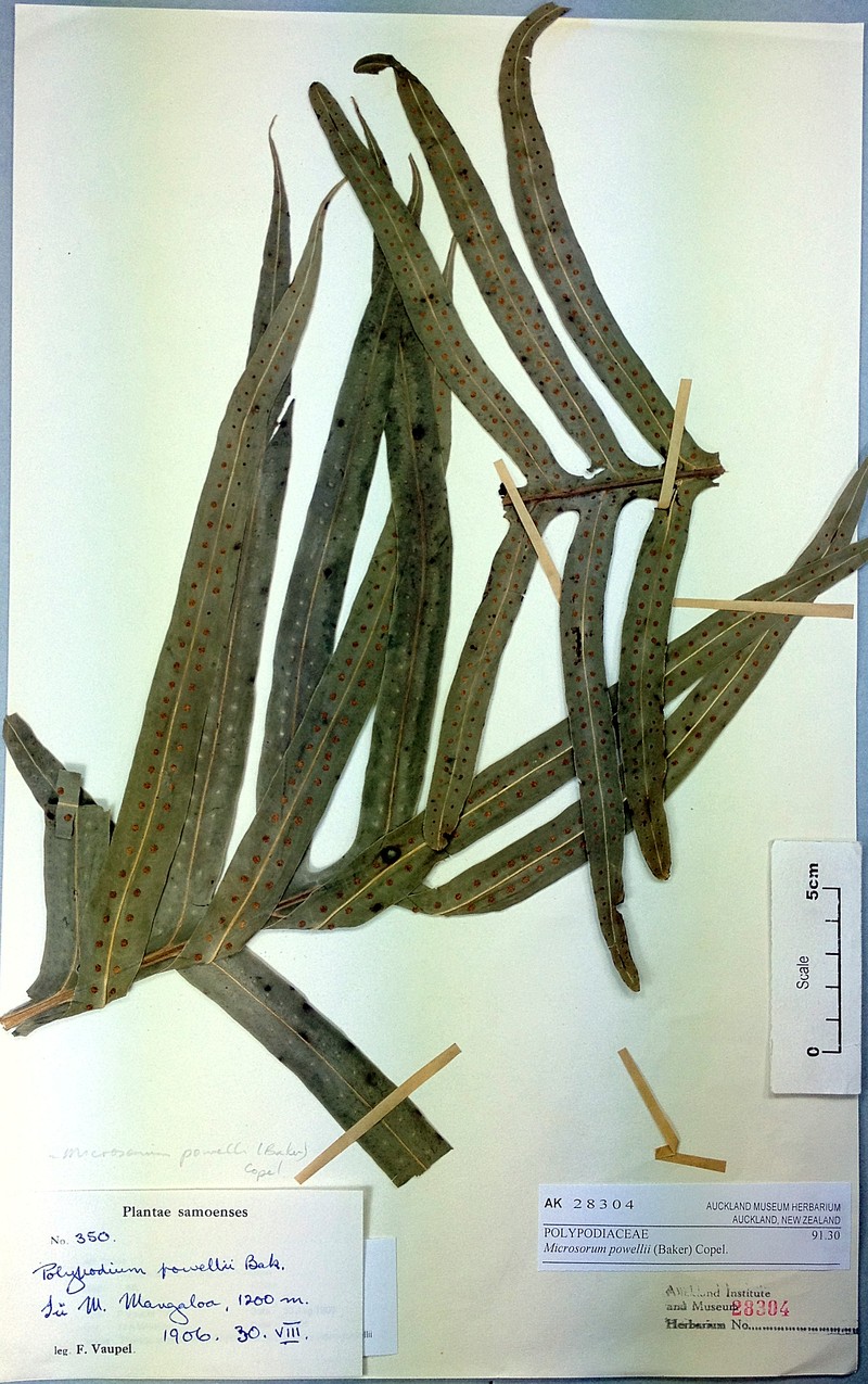 Microsorum powellii