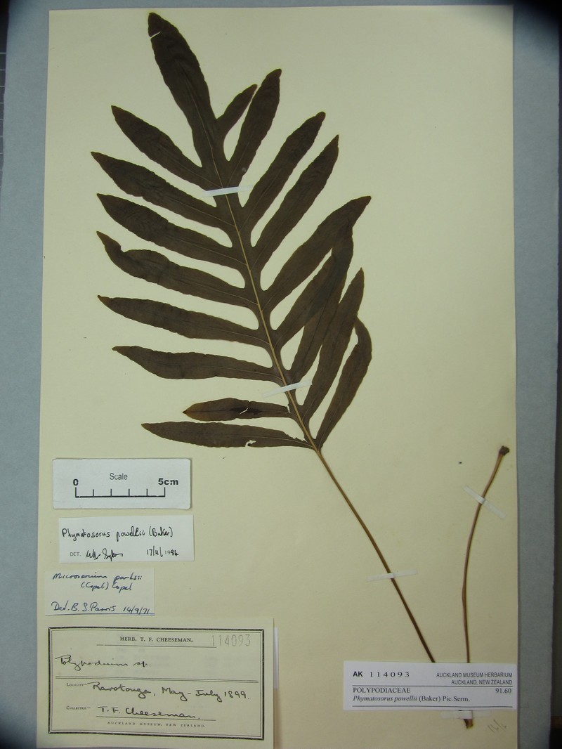 Microsorum powellii photo 6