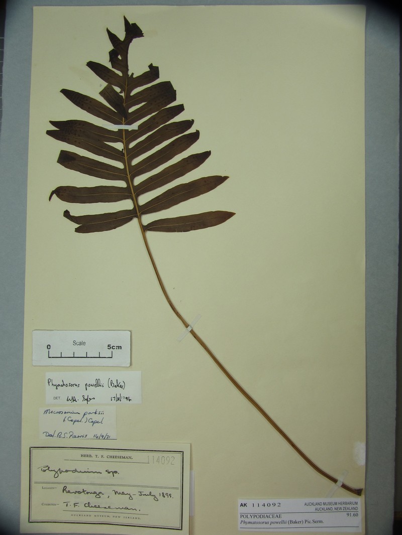 Microsorum powellii photo 7