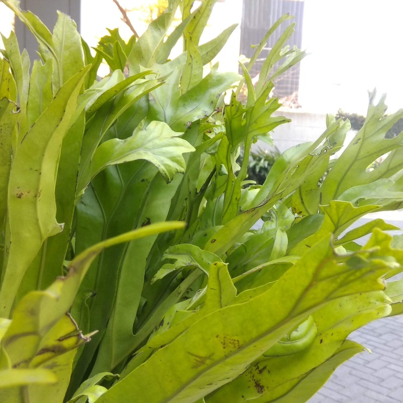 Climbing Birdsnest Fern photo 2