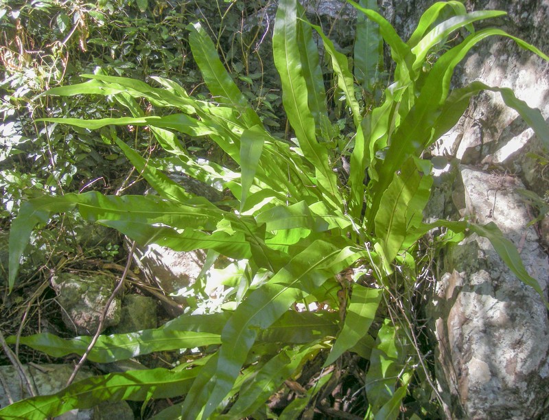 Climbing Birdsnest Fern