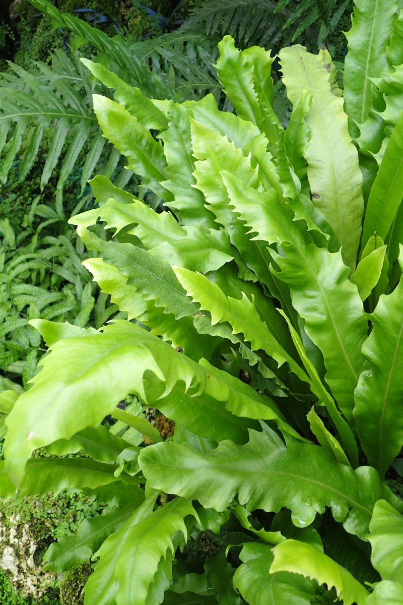 Climbing Birdsnest Fern photo 3