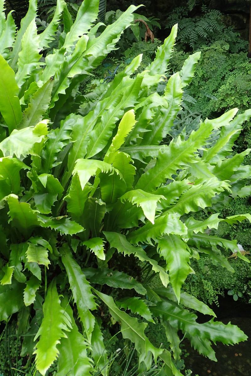 Climbing Birdsnest Fern photo 4