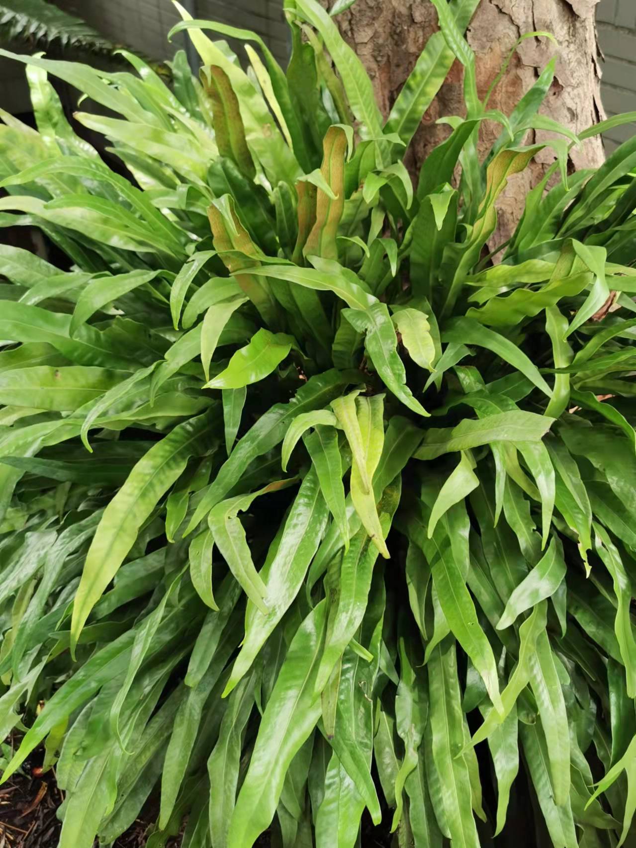 Climbing Birdsnest Fern photo 5
