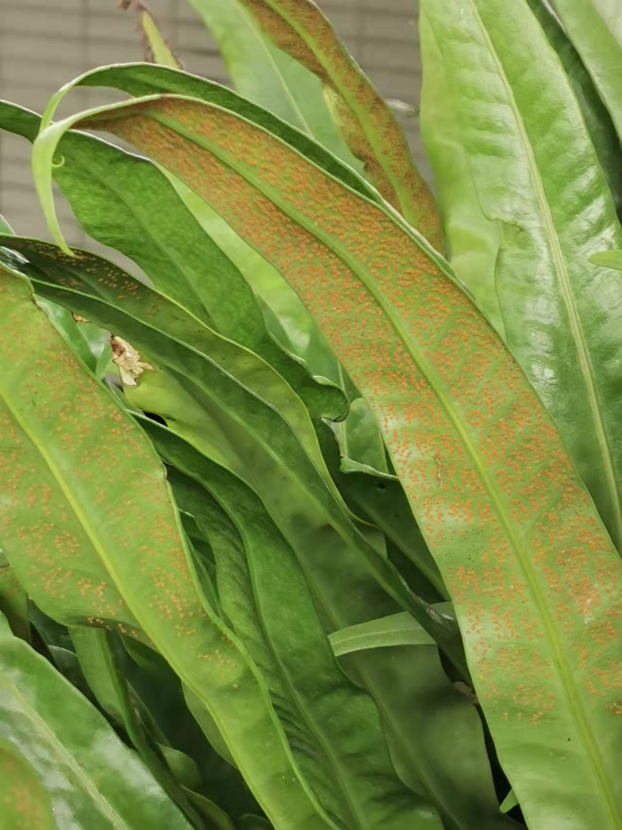 Climbing Birdsnest Fern photo 6