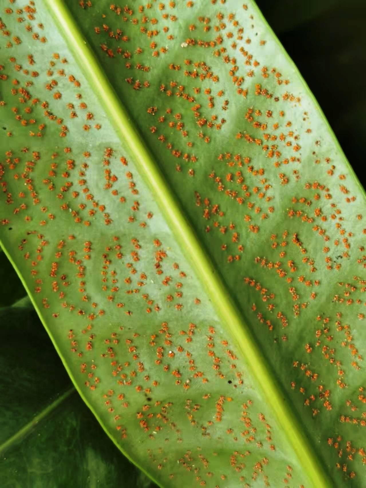 Climbing Birdsnest Fern photo 7