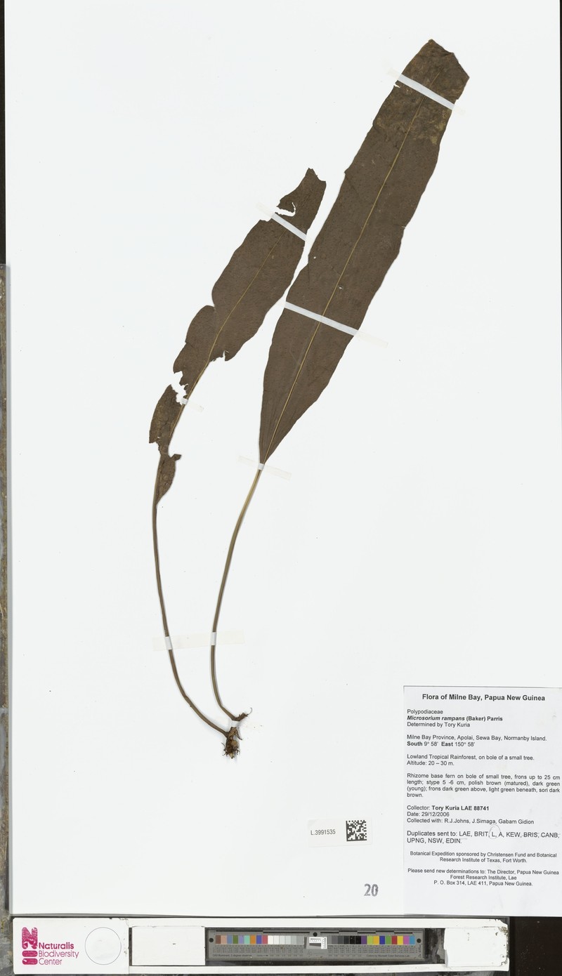 Microsorum rampans