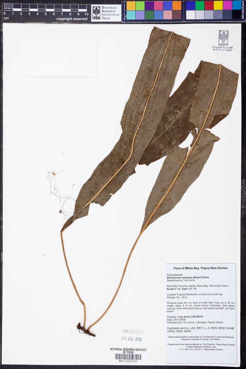 Microsorum rampans photo 2